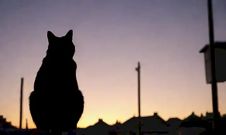 El gato siluetas protege las casas, con siete formas de protector