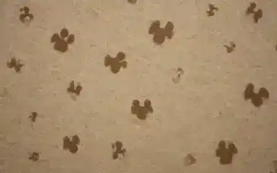 Papel pintado con perros