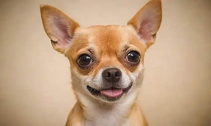 La cara juguetona y expresiva de una chihuahueña