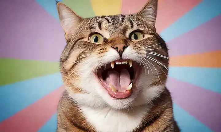 Un gato sonriente con un fondo vibrante e ilustrado con explicaciones de los mío del felino