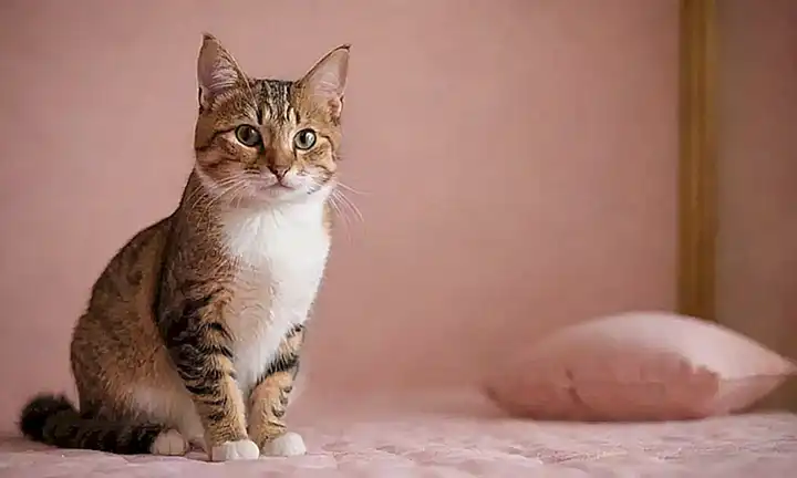 El papel de pared inspira confianza felina que beneficia a los humanos