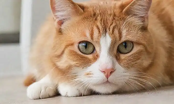Guía completa para la enfermedad renal en gatos