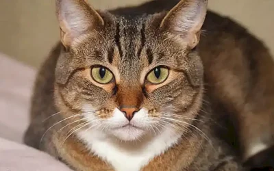**Enfermedad renal en gatos: síntomas