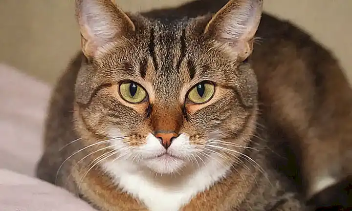 **Enfermedad renal en gatos: síntomas