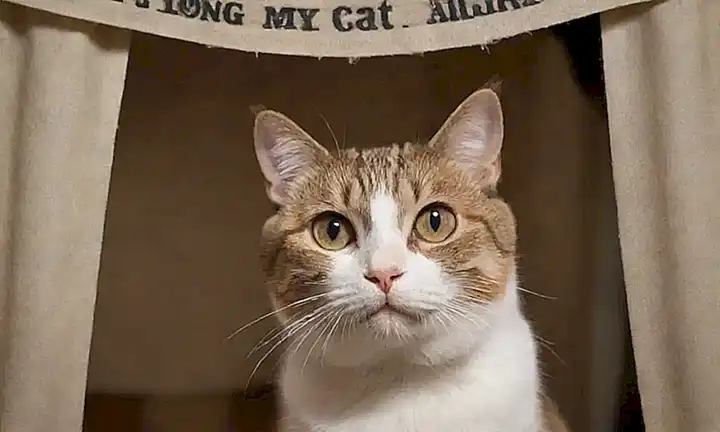 Un gato con mirada estremecida bajo un paño deshechizado