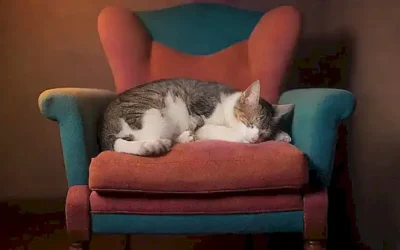 Ilustración de gato durmiendo en silla con cinco subtítulos