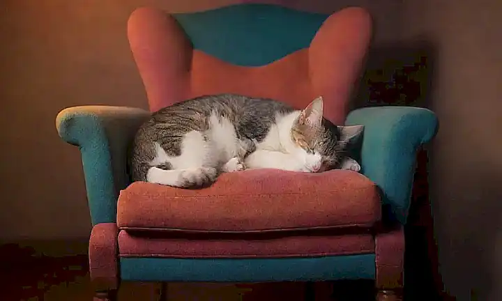 Ilustración de gato durmiendo en silla con cinco subtítulos