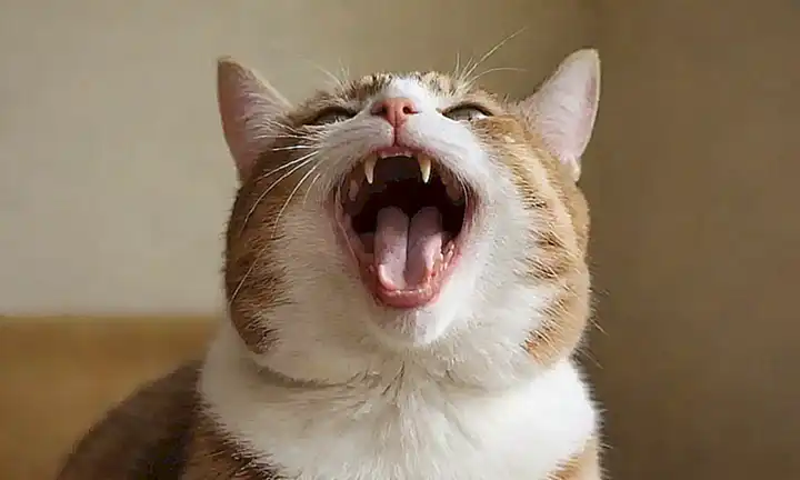 Un gato juguetón responde a risas con juegos