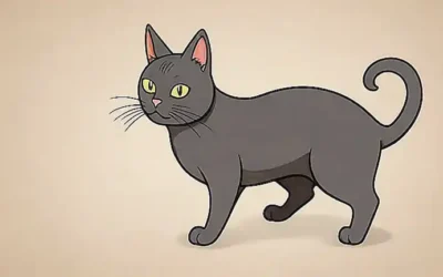 Imagen de gato con aviso urgente de veterinario