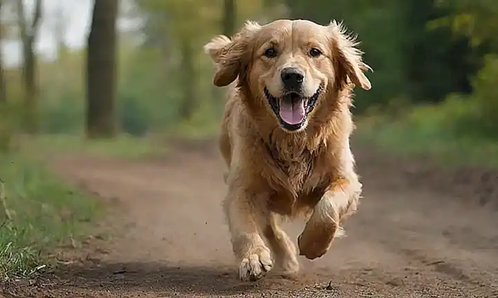 Canción de colores vibrantes de un golden retriever corriendo con acción fotográfica