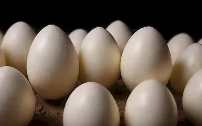 Las cáscaras de los huevos de los marsupiales de ornitróchidos tienen diez peculiaridades. This translates to