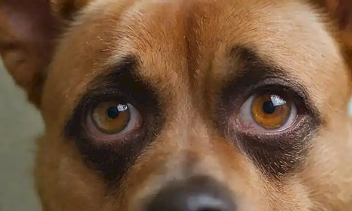 Problemas de visión: guía de cuidado ocular canina y frecuencia de limpieza