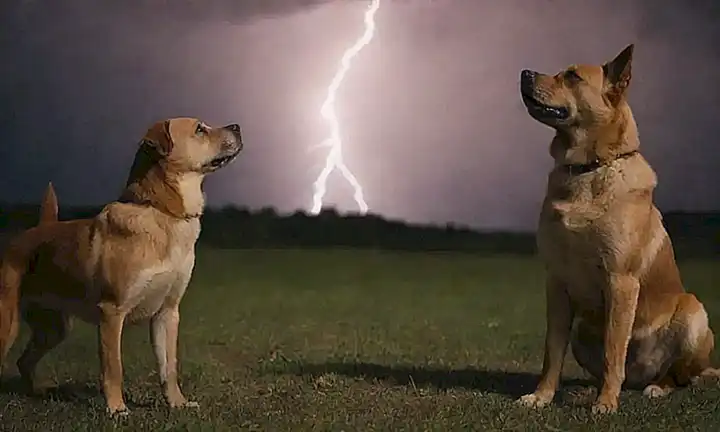 Cachorros, rayos y resolución de conflicto, sonrisas  ❤️