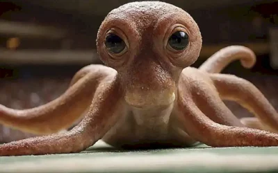 Un retrato de Paul el octopus con texto que predice resultados de fútbol