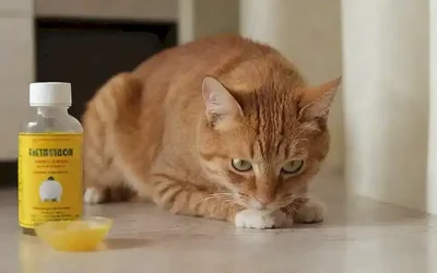 Remedios caseros para proteger tu hogar de la orina felina