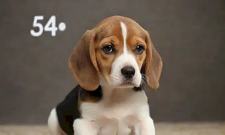 Un cachorro beagle aprendiendo en un fondo abstracto con beneficios numéricos y diseño canino