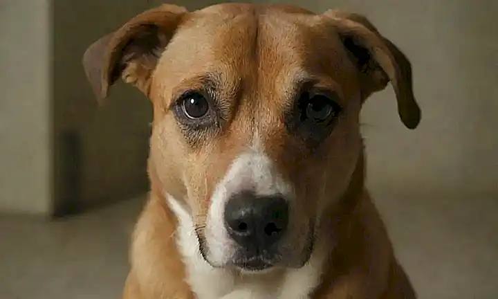 ¿Y qué pasaría si su perro está herido sin seguro?