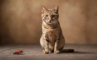 Protección de roedores felinos en un entorno rústico