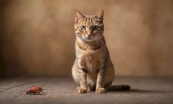 Protección de roedores felinos en un entorno rústico