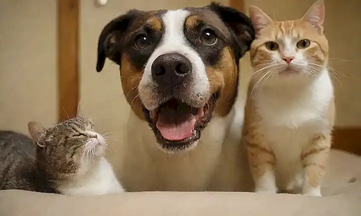 Dolor de boca en perros y gatos: causas, soluciones y peleas