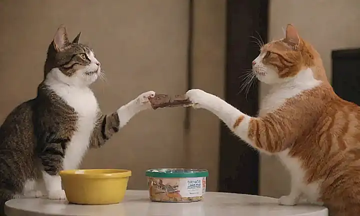 Gatas intercambian libros con sonrisas