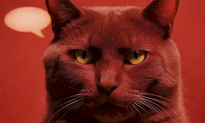 Un felino con advertencia de olores fuertes y productos de limpieza