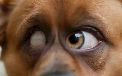 Manual de higiene ocular del perro
