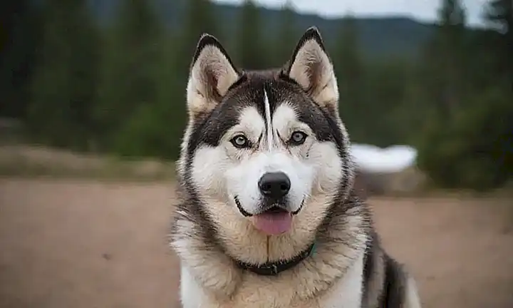 Descubre el compañero perfecto entre huskies.  (Discover the perfect mate between Huskies)