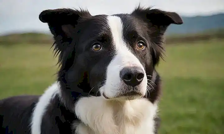 Beneficios y desventajas de los Border Collies