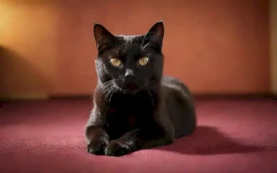 Guía para erradicar parásitos en gatos (paredes)