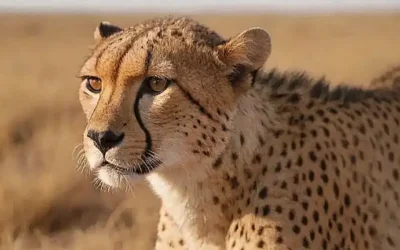 Impresionantes manchas de guepardo