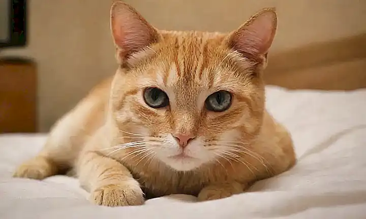 El gato está consolando, amor