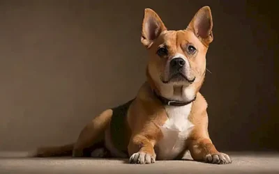 El papel de fondo muestra perros con rasguños excesivos y consejos para prevenirlos