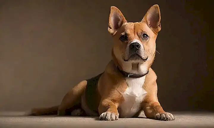 El papel de fondo muestra perros con rasguños excesivos y consejos para prevenirlos