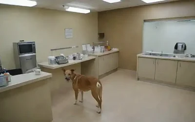Centros veterinarios ofrecen servicios y equipos clave