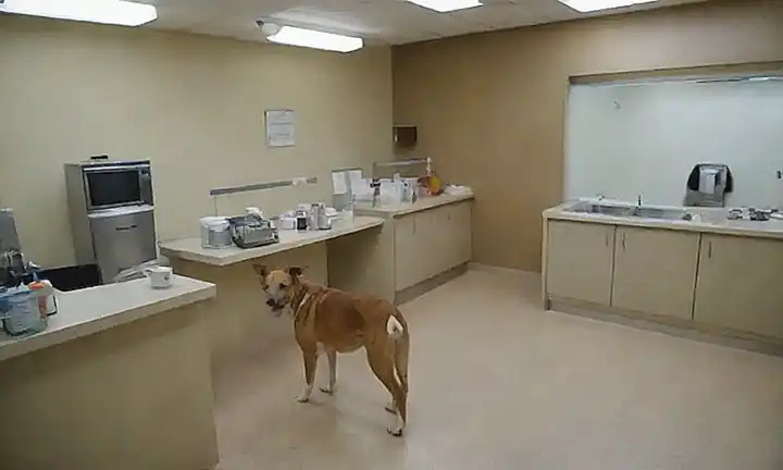 Centros veterinarios ofrecen servicios y equipos clave
