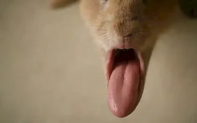La lengua de un conejo deja huellas con mensajes ocultos