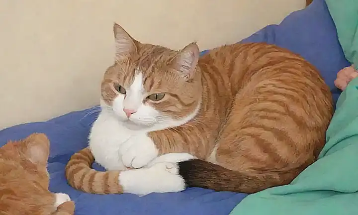 Articula dolor crónico en gatos: causas y ayuda