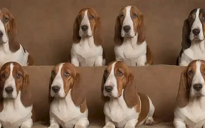 Esta papelería muestra siete razas populares de perro bassetter: francés