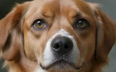 ¿Cómo mantener los ojos de mascotas limpios?