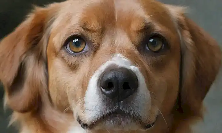 ¿Cómo mantener los ojos de mascotas limpios?