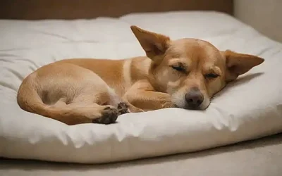 Investigando el sueño de los perros.