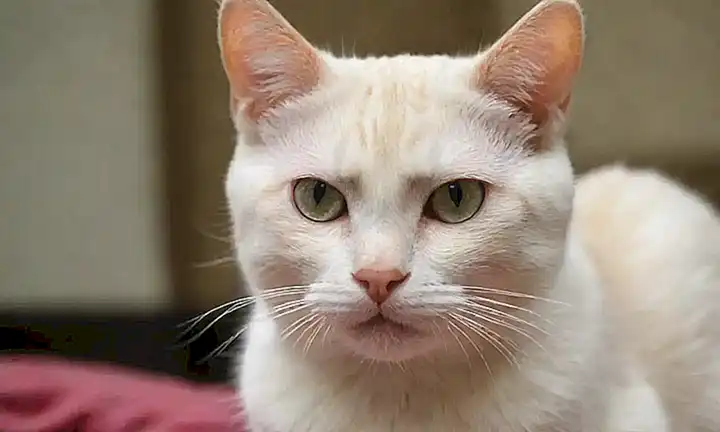 Los gatos son hipoalergénicos, compasivos y cautelosos