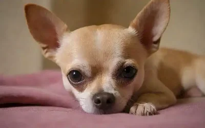 Guía de Chihuahuanas para cuidar a tu compañero con fotos y consejos sobre alimentación