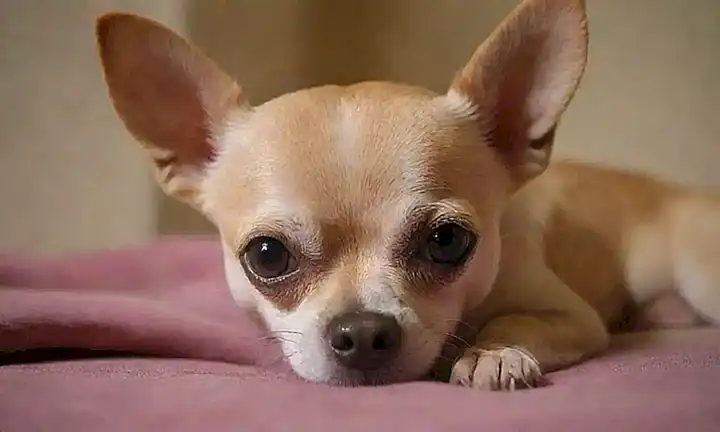 Guía de Chihuahuanas para cuidar a tu compañero con fotos y consejos sobre alimentación