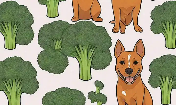 ¿Los perros deben consumir brócoli con antioxidantes?