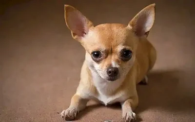 Icono de chihuahua con huella y texto.