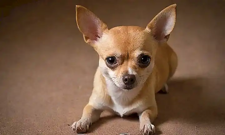 Icono de chihuahua con huella y texto.