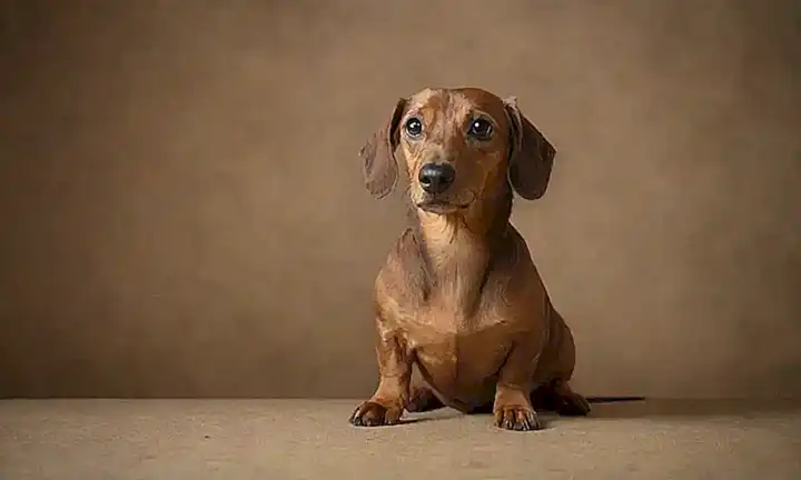Un dachshund con símbolos de guía en un fondo rugoso, enfocado en el bienestar del perro