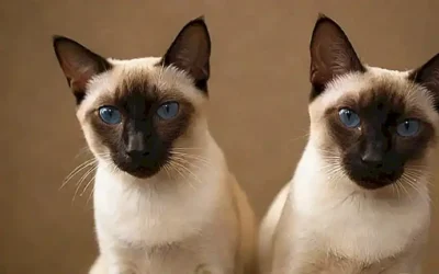 Dibujos de gatos de razas siamés con información divertida en fondo